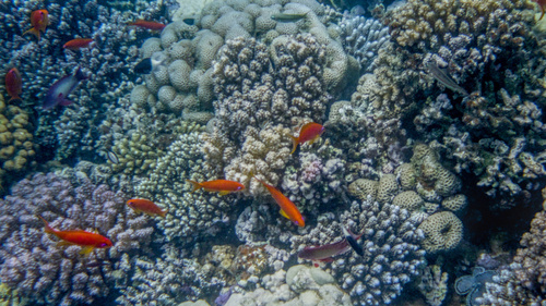 Pseudanthias squamipinnis