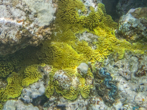 Tridacna maxima