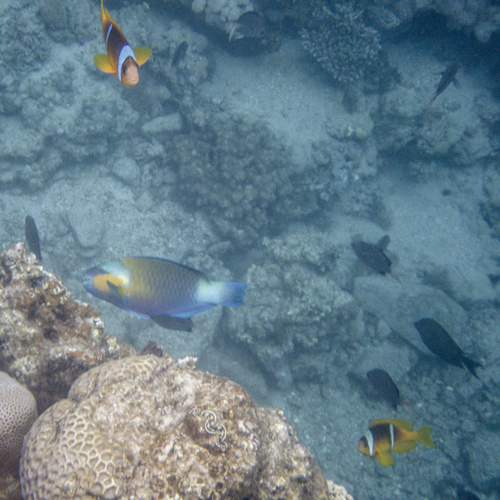 Chlorurus sordidus