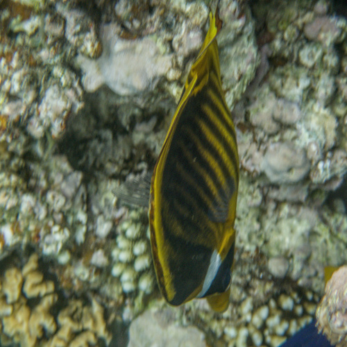 Chaetodon fasciatus