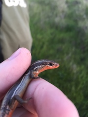 Plestiodon skiltonianus