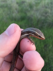 Plestiodon skiltonianus