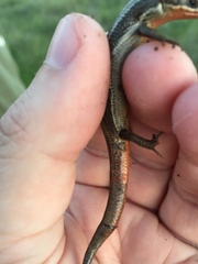 Plestiodon skiltonianus