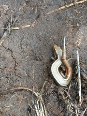 Plestiodon skiltonianus