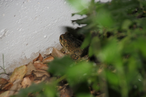 iNaturalist observation photo of Western Toad