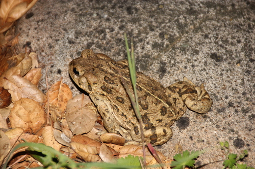 iNaturalist observation photo of Western Toad