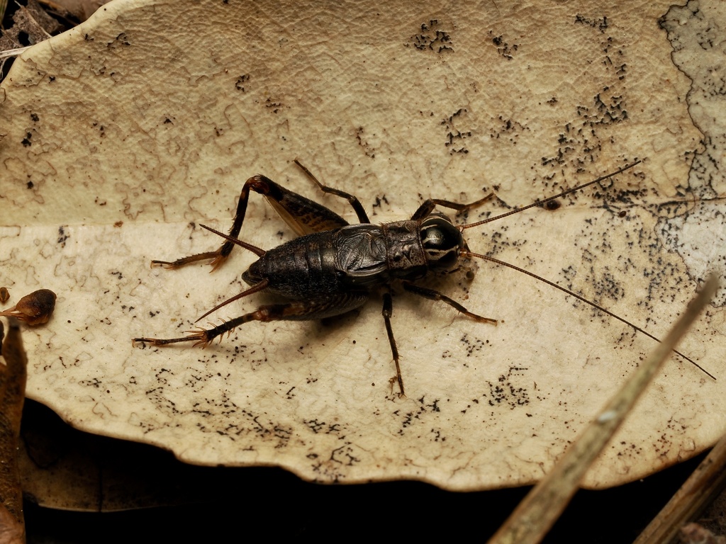 Parasongella