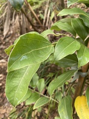 Cinnamomum osmophloeum