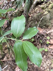 Cinnamomum osmophloeum