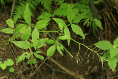 Cardamine leucantha