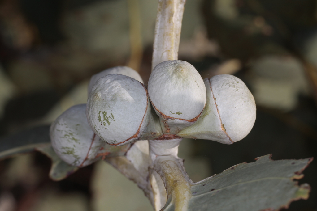 Eucalyptus pantoleuca L.A.S.Johnson & K.D.Hill 4