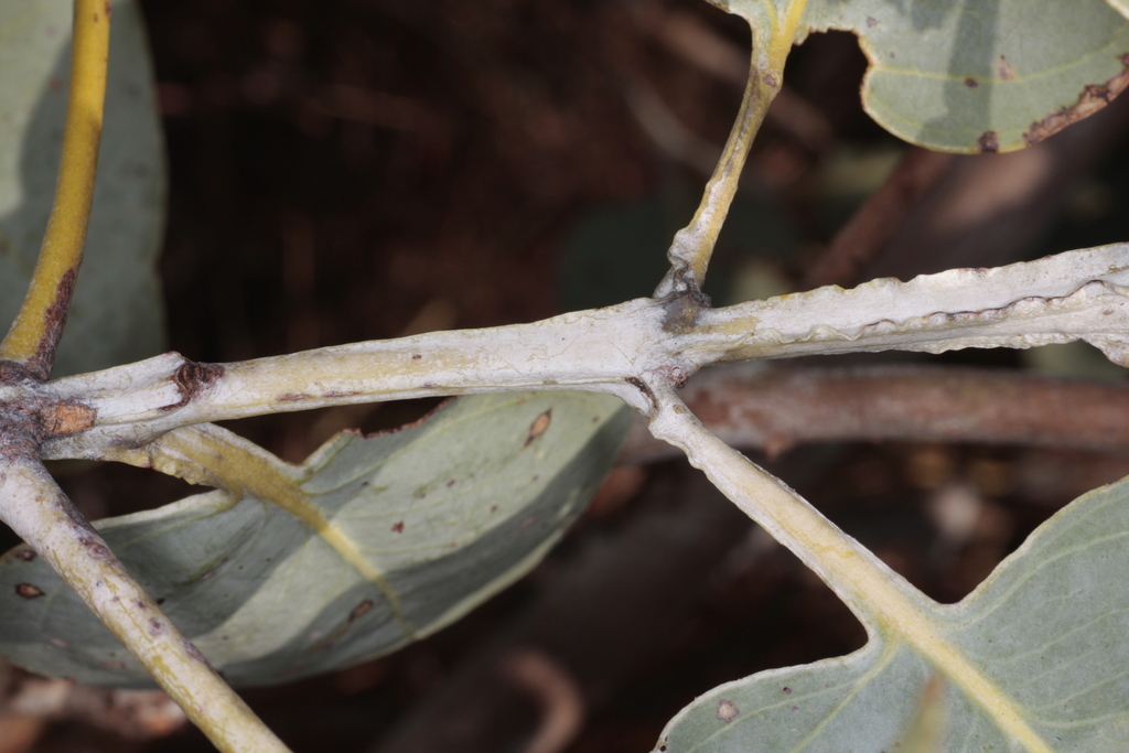 Eucalyptus pantoleuca L.A.S.Johnson & K.D.Hill 3