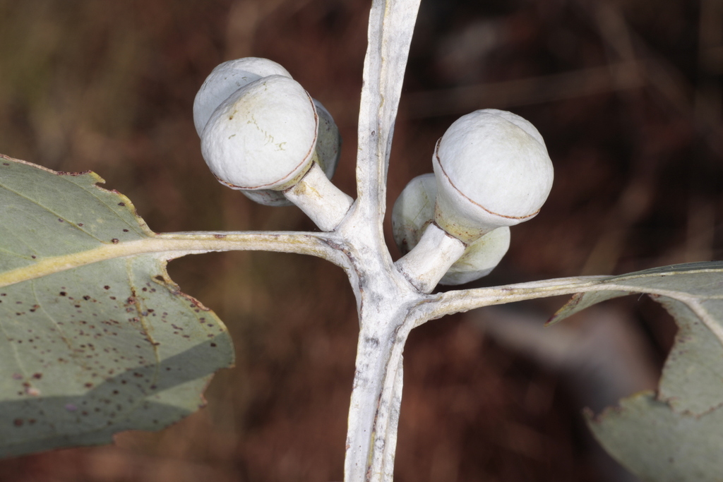 Eucalyptus pantoleuca L.A.S.Johnson & K.D.Hill 2