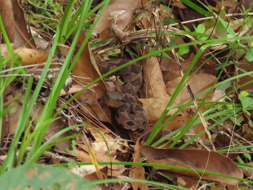 Metlapilcoatlus borealis