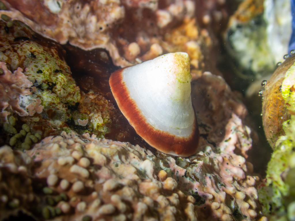 Acmaea