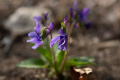 Viola prionantha, photograph author not stated, no rights reserved