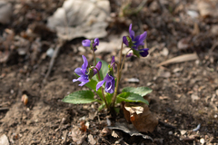 Viola prionantha, photograph author not stated, no rights reserved