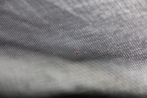 iNaturalist observation photo of American Winter Ant