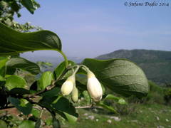 Styrax officinalis