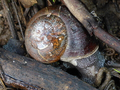 Helminthoglypta nickliniana