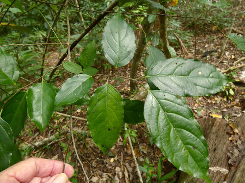 Dallachya vitiensis observed 2026-04-14