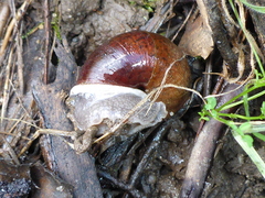 Helminthoglypta nickliniana