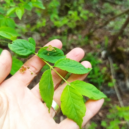 Euonymus oligospermus iNat (3)