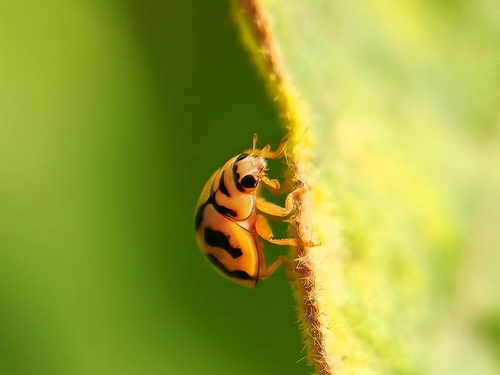 Six-spotted Zigzag Ladybird