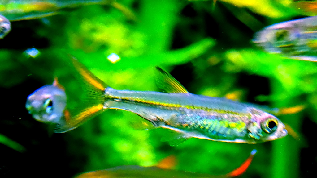Sierra leone dwarf characin
