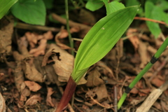 Cremastra appendiculata variabilis
