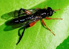 Chalcosyrphus vecors