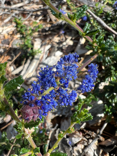 Ceanothus dentatus, photograph 5