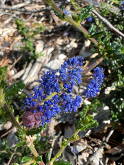Ceanothus dentatus, photograph (c) Ryan Donnelly, some rights reserved (CC BY)