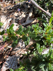 Ceanothus dentatus, photograph (c) Ryan Donnelly, some rights reserved (CC BY)