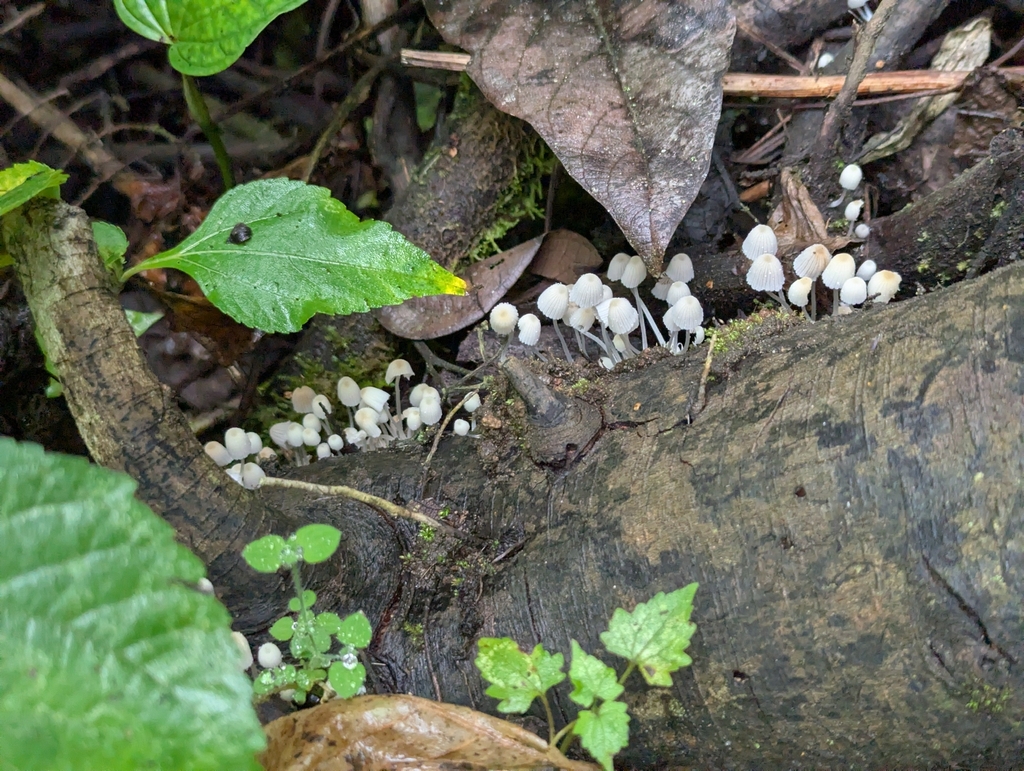Coprinellus disseminatus · April 2026 · photo: © sebas_o (iNaturalist, cc-by)