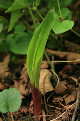 Cremastra appendiculata variabilis