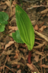 Cremastra appendiculata variabilis