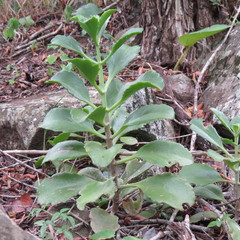 Kalanchoe sexangularis