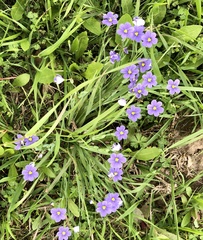 Sisyrinchium pruinosum