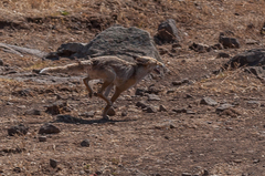 Vulpes vulpes arabica