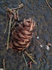 Pseudotsuga menziesii