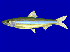 Lake Tanganyika Sardine photo 3
