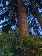 Pseudotsuga menziesii