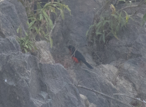 Black-headed Gonolek (Laniarius erythrogaster), photo 2