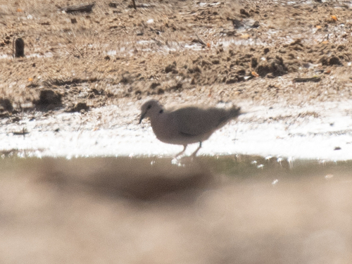 Vinaceous Dove (Streptopelia vinacea), photo 4
