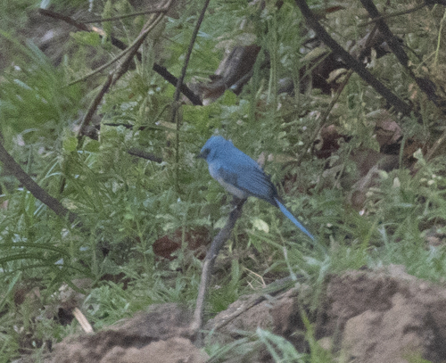 African Blue Flycatcher (Elminia longicauda), photo 8