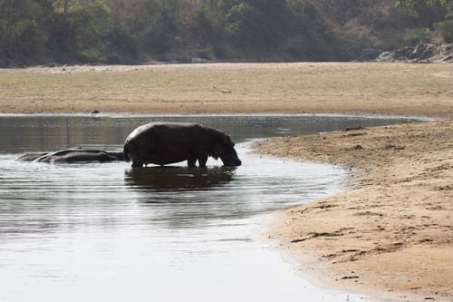 Common Hippopotamus