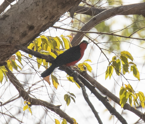 Black-headed Gonolek (Laniarius erythrogaster), photo 9