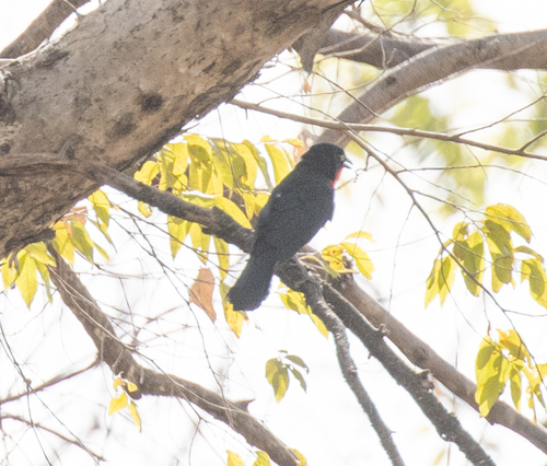 Black-headed Gonolek (Laniarius erythrogaster), photo 10