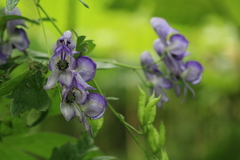 Aconitum sczukinii